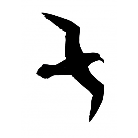 gsb17-20100_seagull